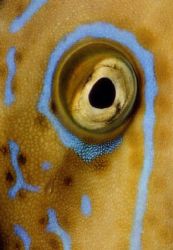 Broomtail Filefish(Besenschwanzfeilenfisch) , Macro - onl... by Ralf Levc 